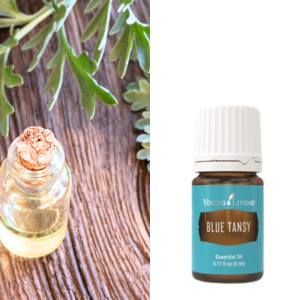 Blue Tansy (Marokkaans wormkruid)