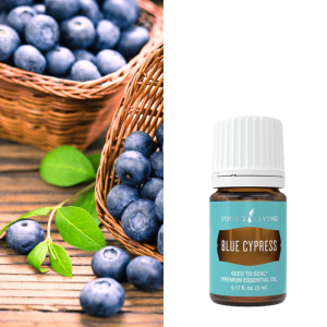 Blue Cypress olie